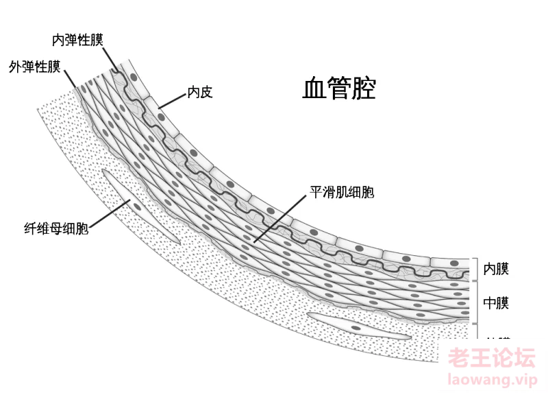 中动脉的组织结构.png